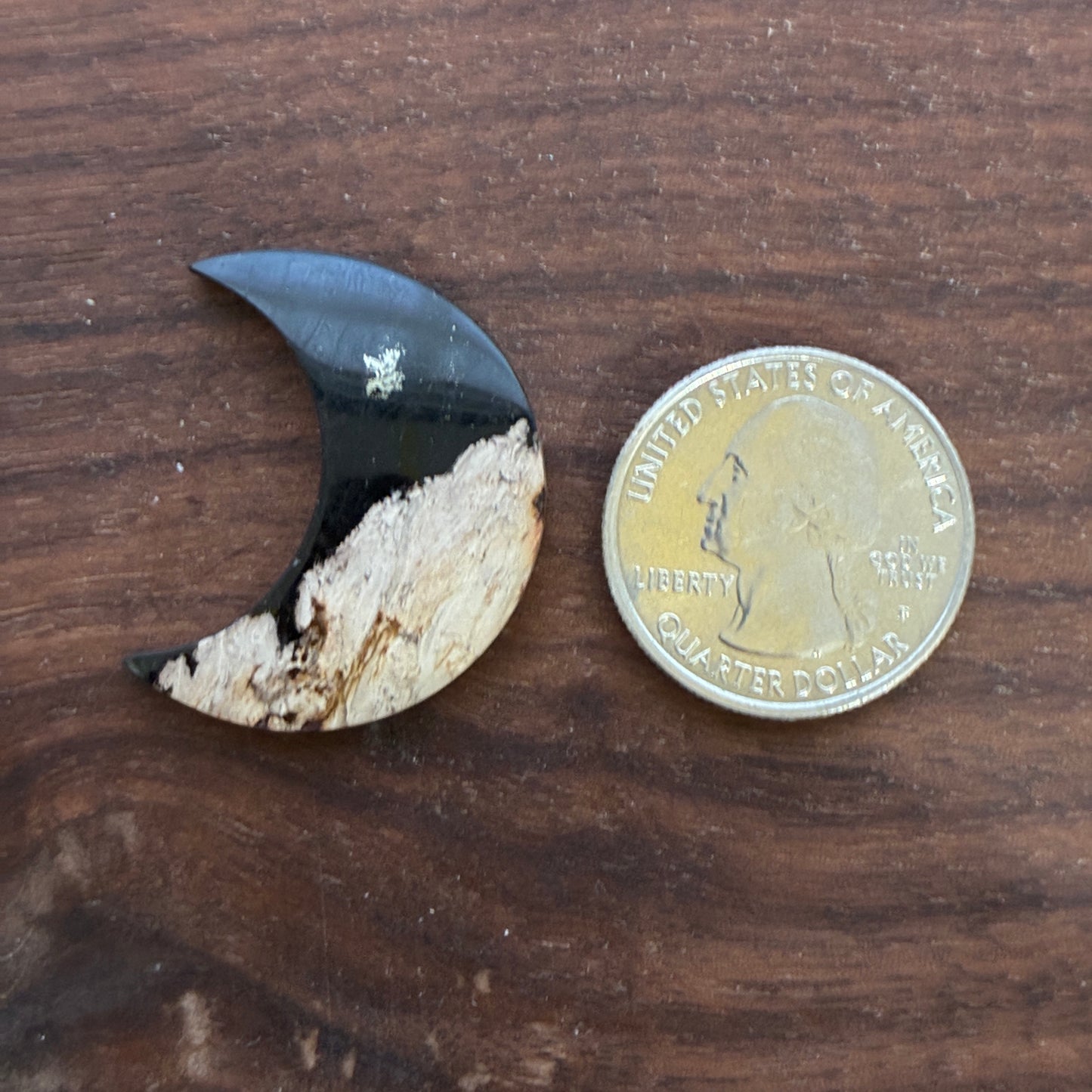 Indonesia Palm Root - Moon - Cabochon