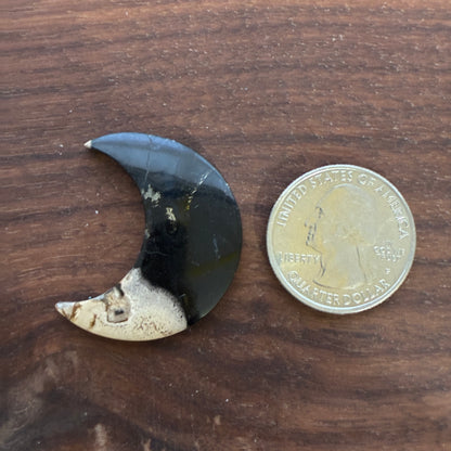 Indonesia Palm Root - Moon - Cabochon