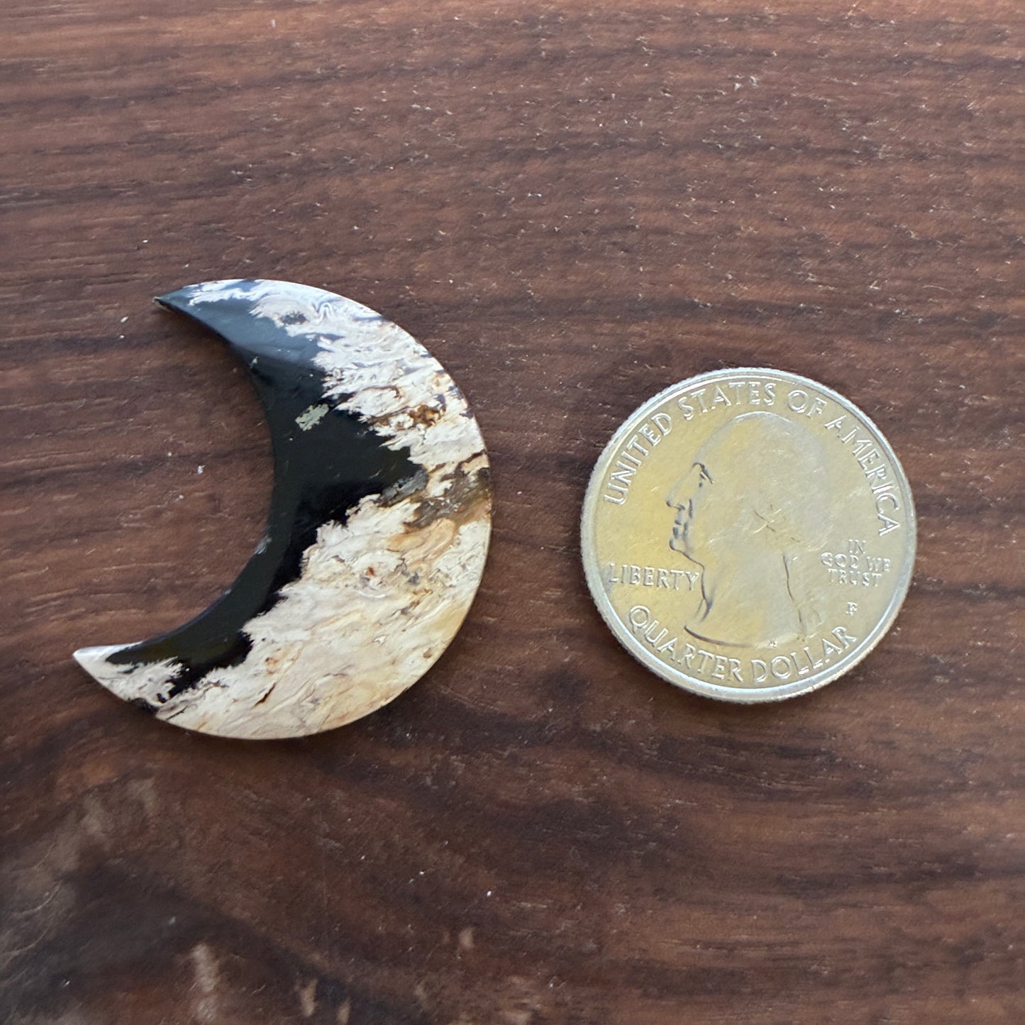 Indonesia Palm Root - Moon - Cabochon