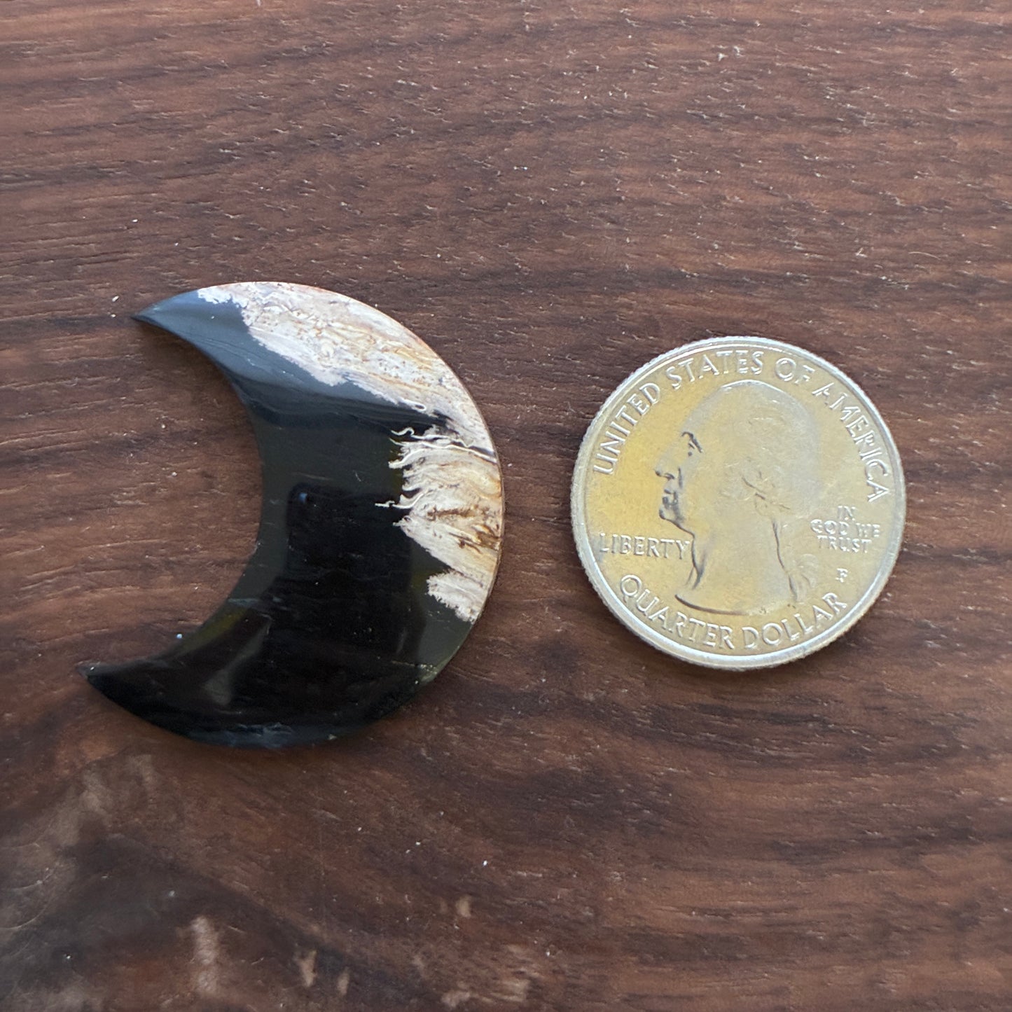 Indonesia Palm Root - Moon - Cabochon