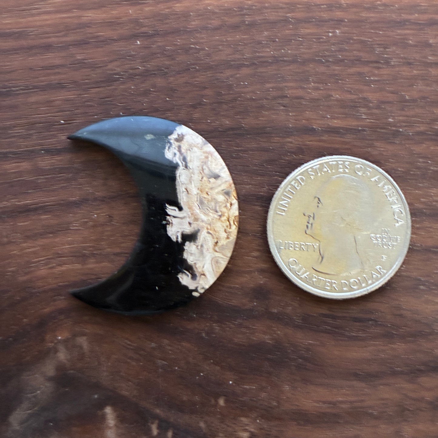 Indonesia Palm Root - Moon - Cabochon