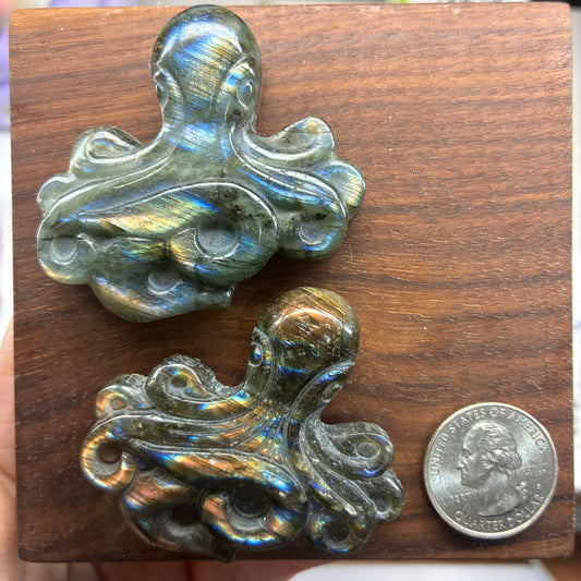 Labradorite Carving - Octopus - Flatback