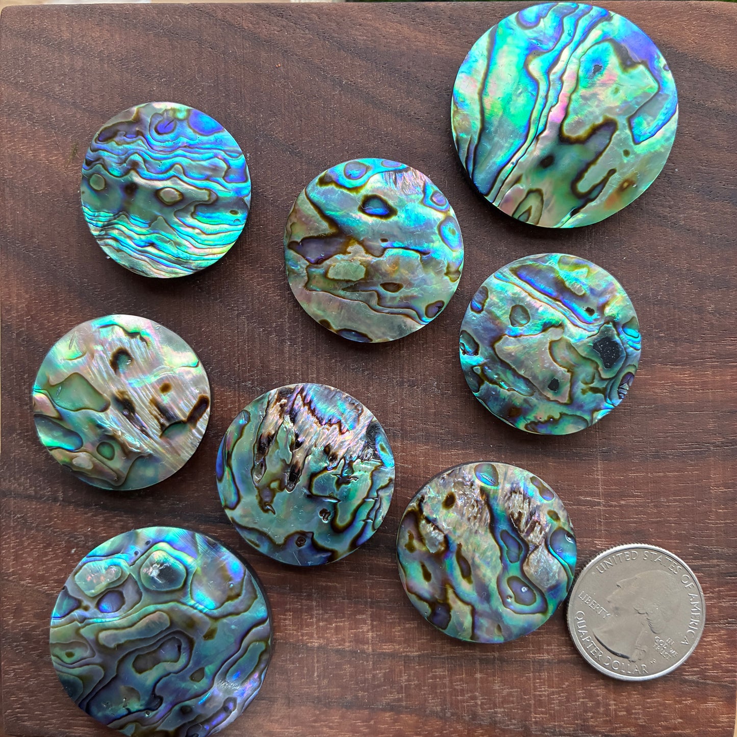 Abalone Cabochon - Round - Flatback