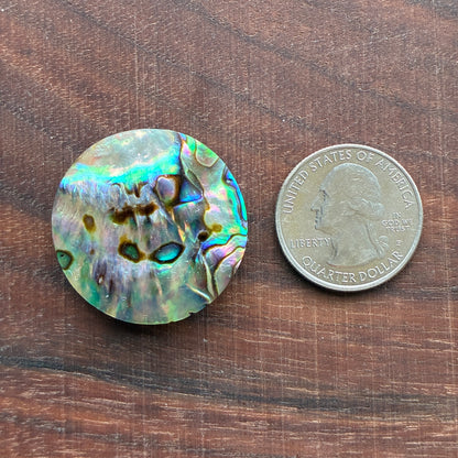 Abalone Cabochon - Round - Flatback