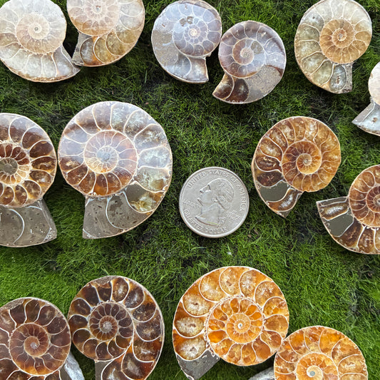 Ammonite Small Pair