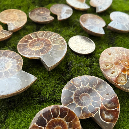 Ammonite Small Pair