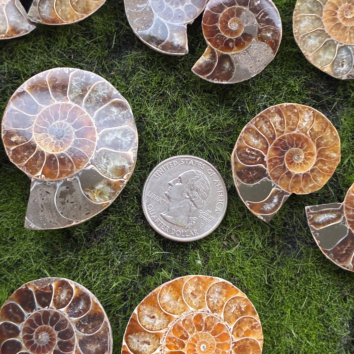 Ammonite Small Pair