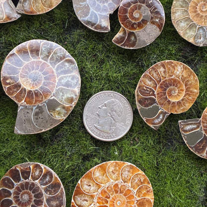 Ammonite Small Pair