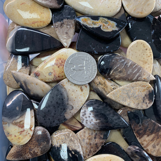 Palm Root Fossil Cabochon